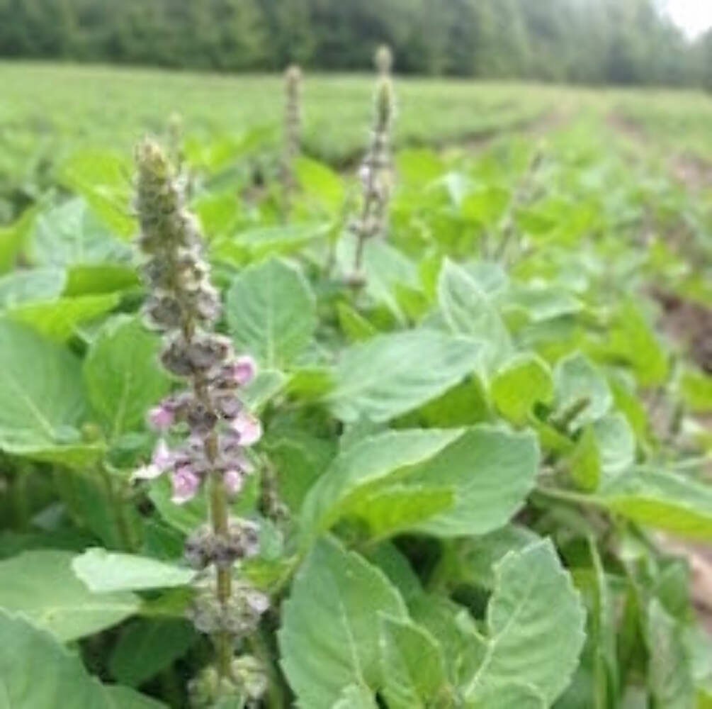 Tea Garden Boxed Seed Collection ~Traditional Herb Pollinator Garden