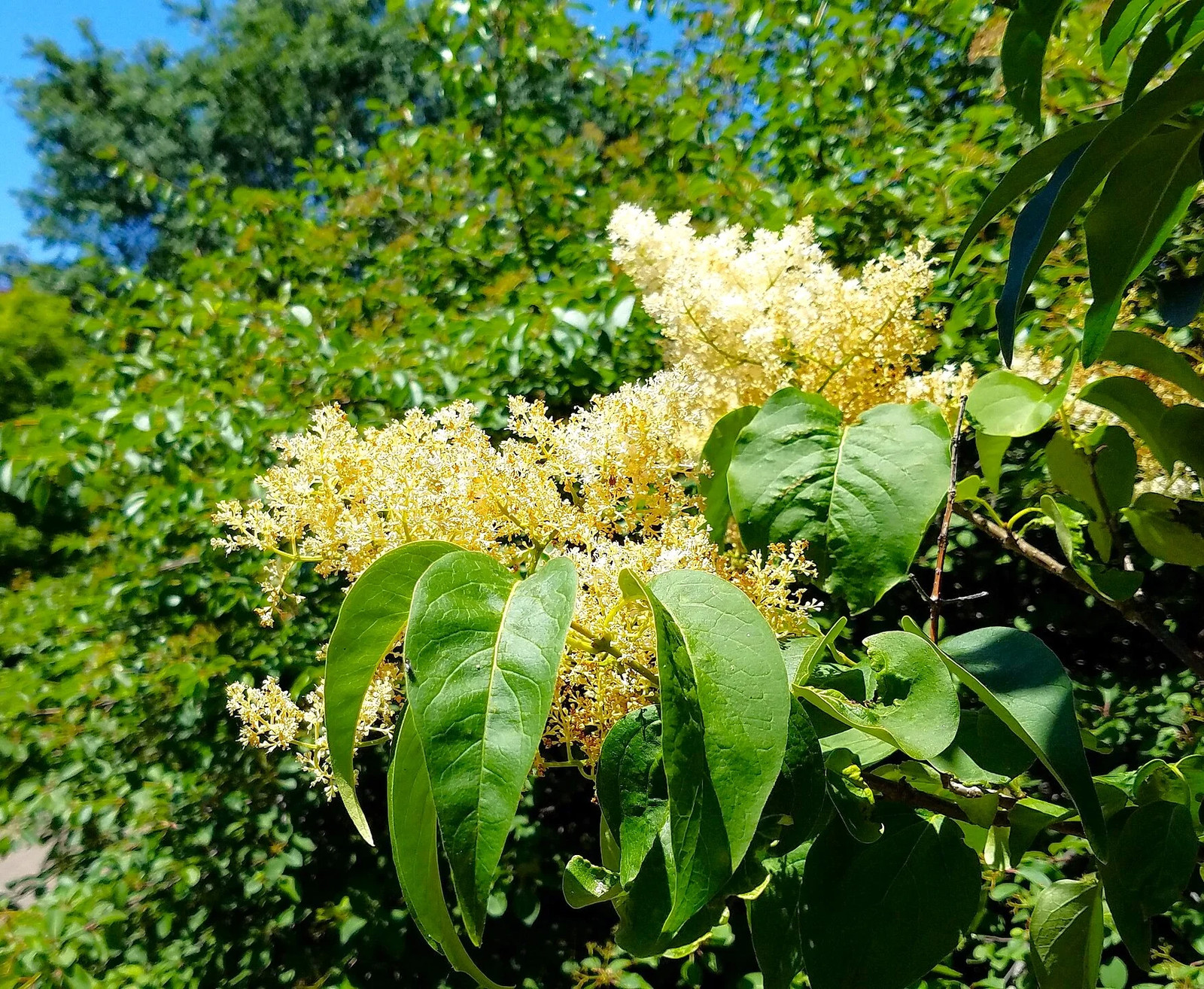 Japanese Lilac Tree Seeds – For 2026 Planting Ivory Silk Summer Flowering White