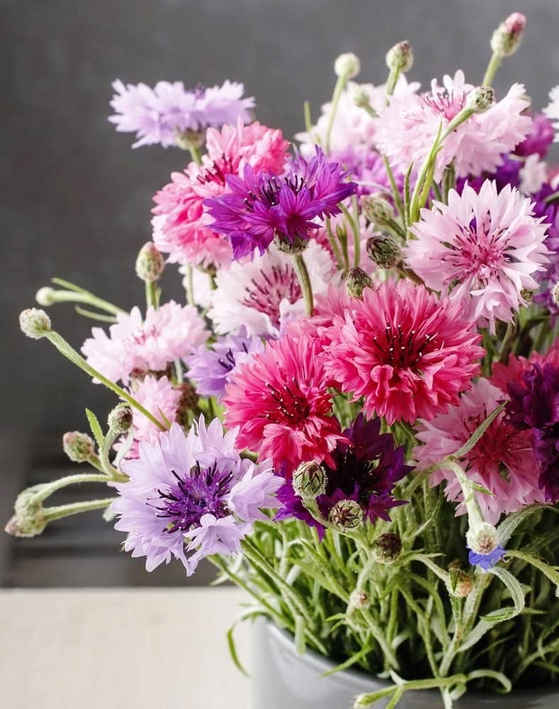 Pink Tall Bachelor Button Seeds | Cornflower Garden Edible Corn Flower Seed 2024