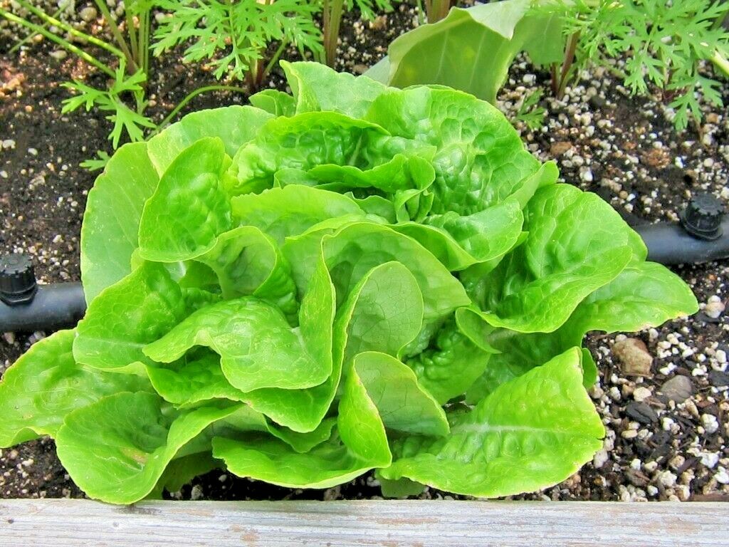 600+BIB BUTTERCRUNCH Lettuce Seeds Organic Vegetable Garden Container Fast Easy