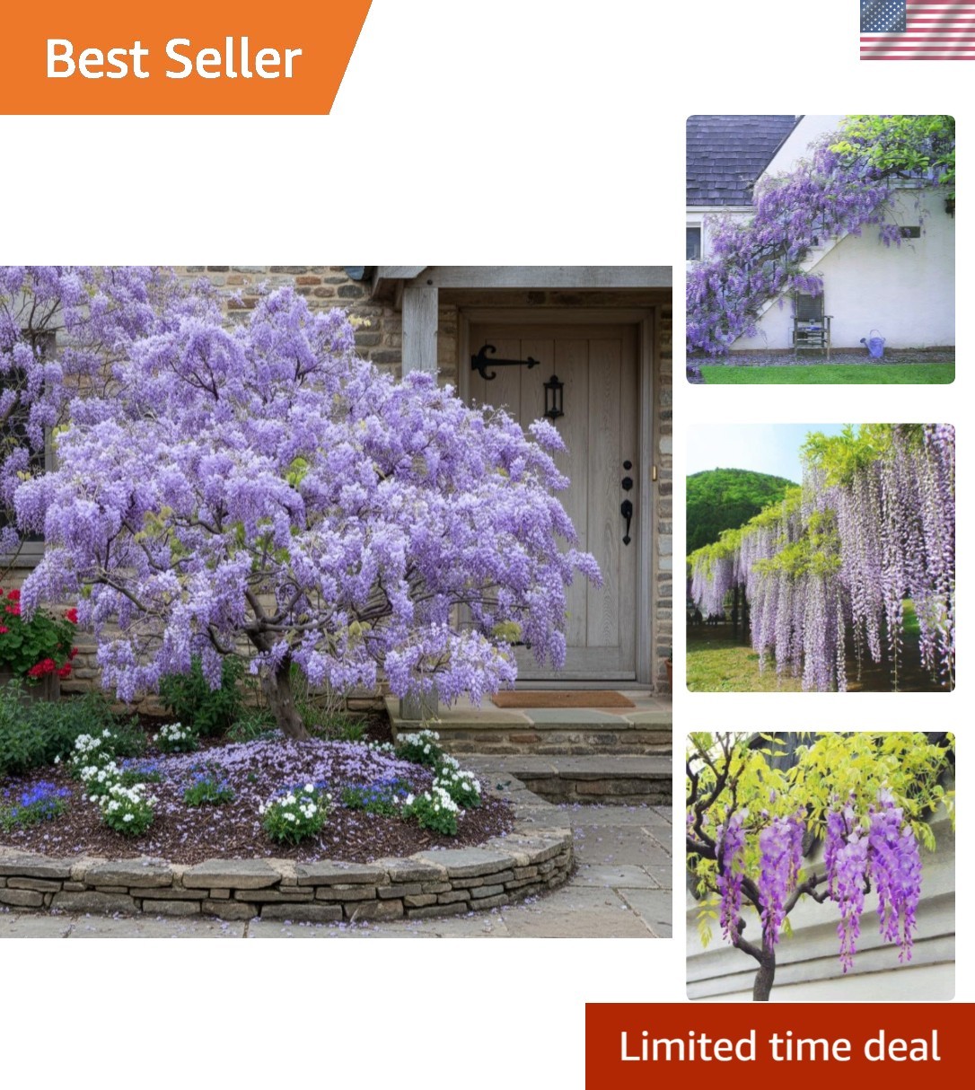 10pcs Japanese Wisteria Floribunda Flower Seeds – Lavender Purple Ornamental …