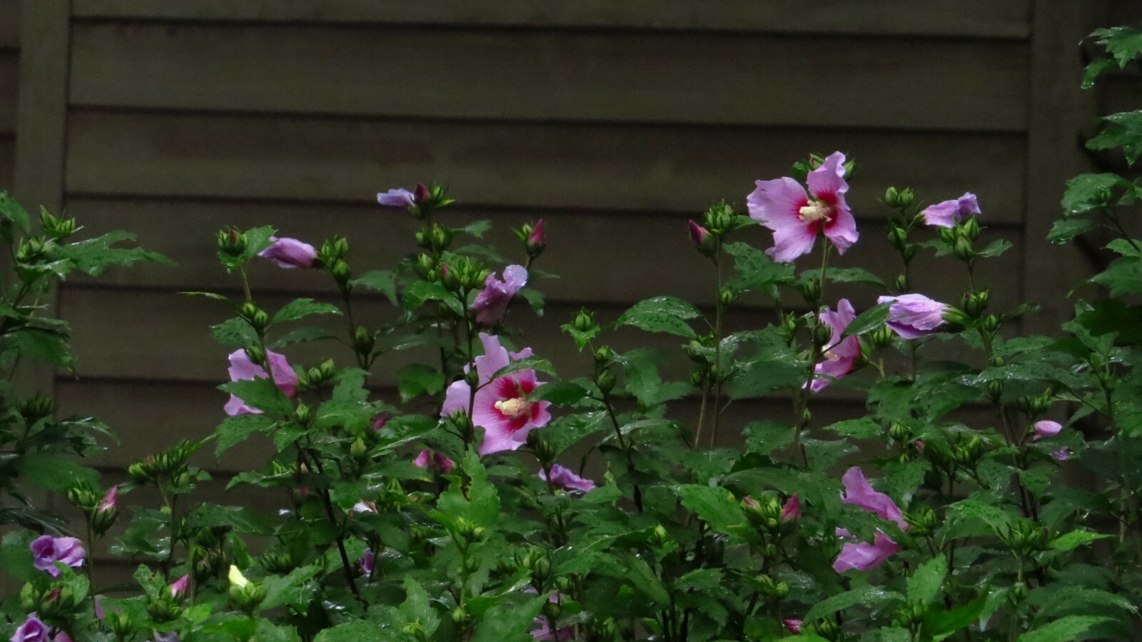 50+Purple Rose Of Sharon(Hibiscus syriacus/Aphrodite Althea/hardy hibiscus)Seeds