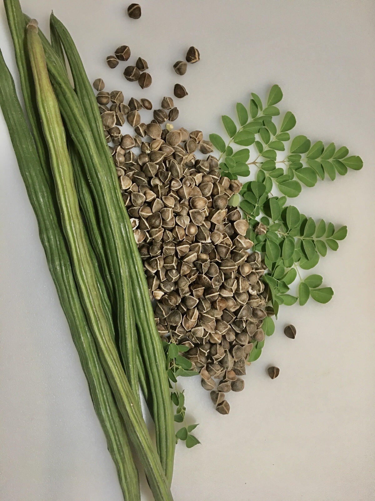 100+ Moringa/Malungay SEEDS for Planting | Non-GMO | Fast Growing Tree SEEDS.