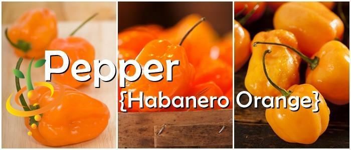 ORANGE HABANERO HOT PEPPER SEEDS NON-GMO VERY HOT STUFF awesome flavor TASTEE!