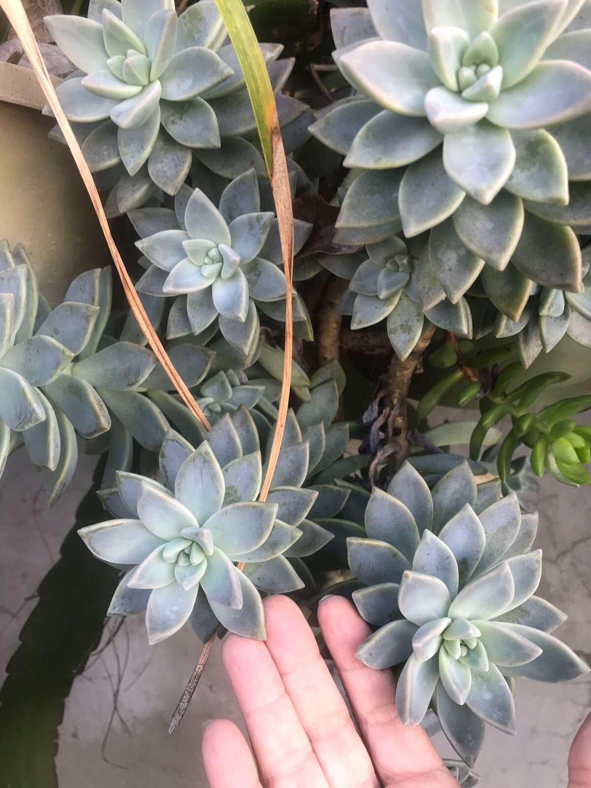 Leave Cuttings 30+ Graptopetalum Ghost Plant Large Succulent Cactus. Free Ship