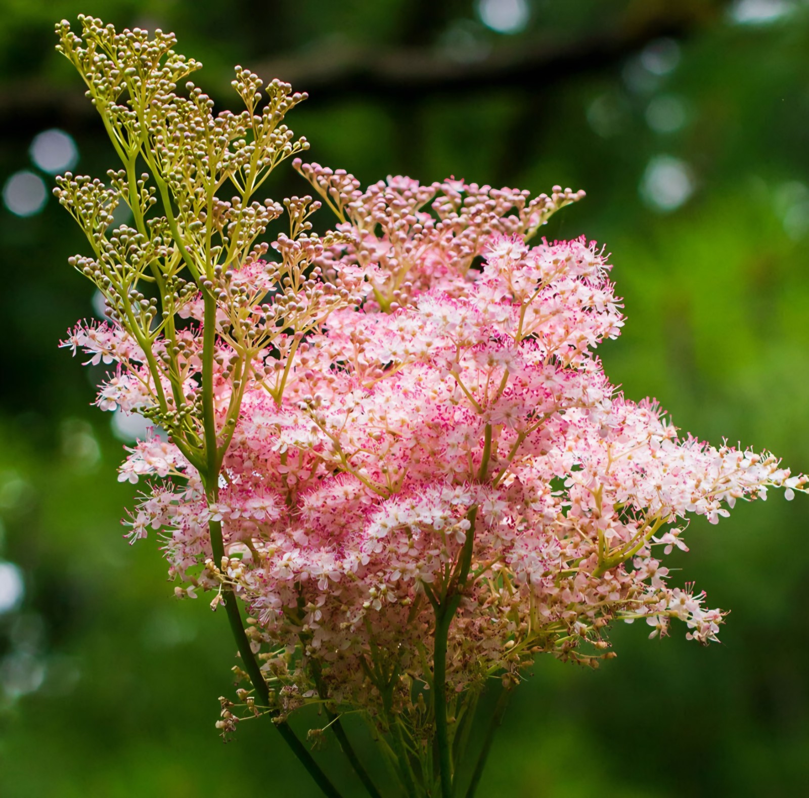 Queen Of The Prairie SEEDS, (filipendula rubra)