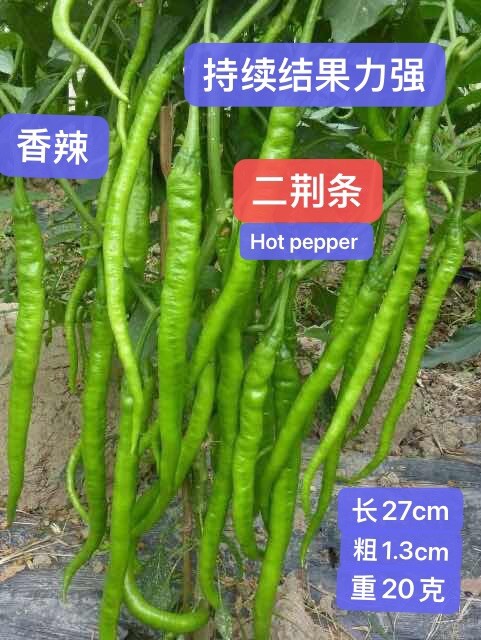 4varieties pepper pack(30+seeds Each, Total 120+seeds) 4种辣椒种子合集(各品种30+ 粒,共120+粒）