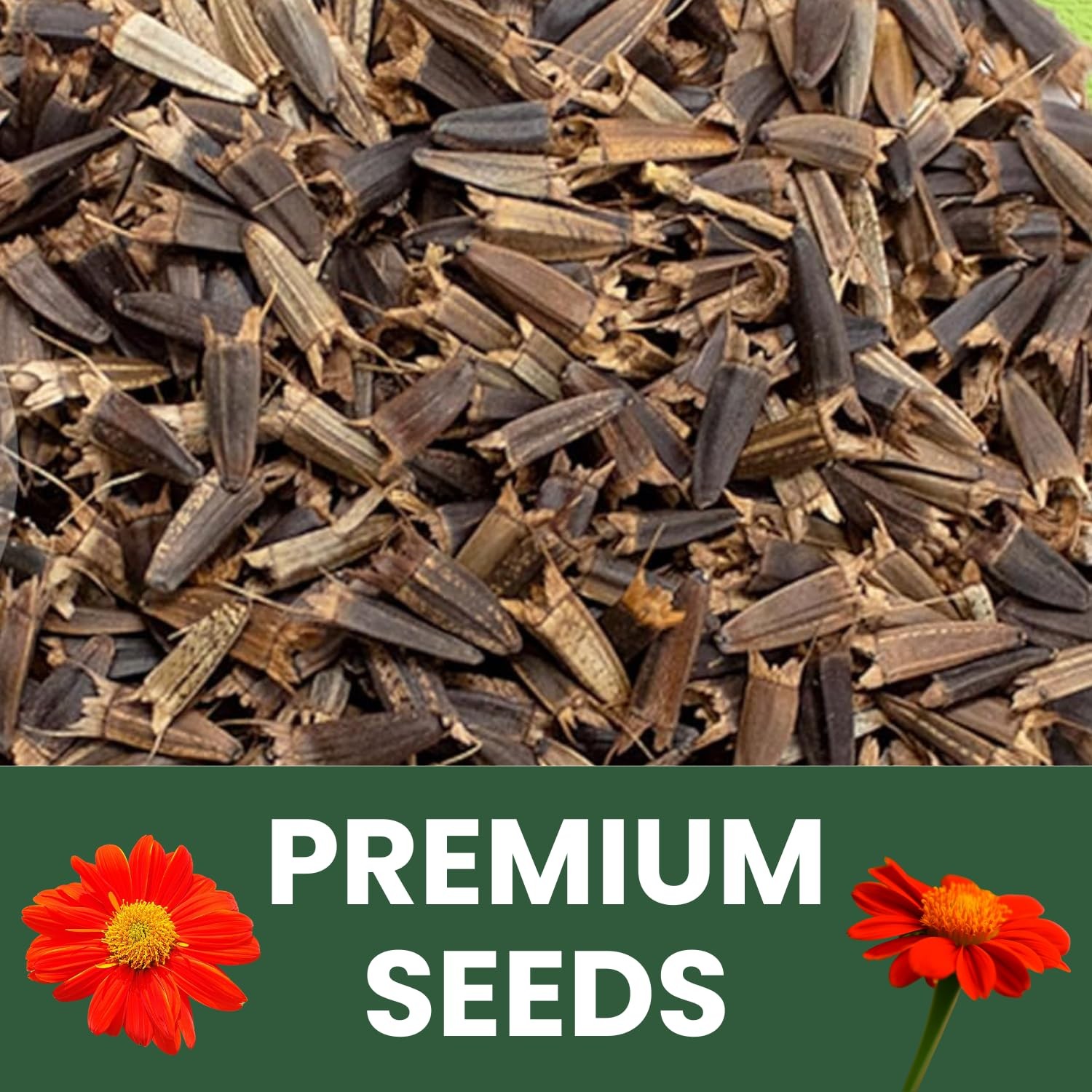 Mexican Sunflower Seeds Red 2000 Planting 1 Ounce 2026 Garden Blooms