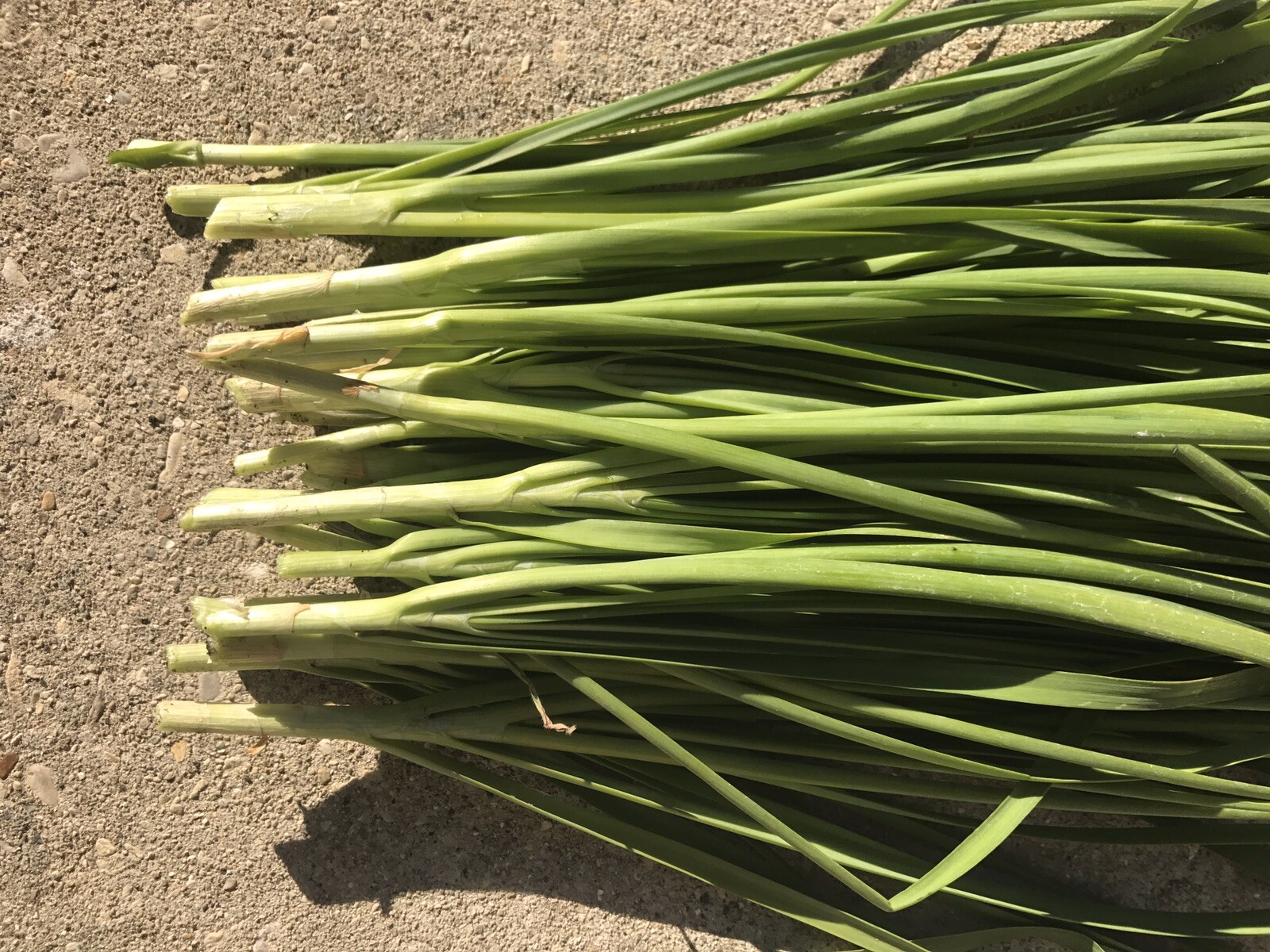 25 RootChinese Chives Plants (Organic Garlic Chives, Over 3 Years Old) 韭菜