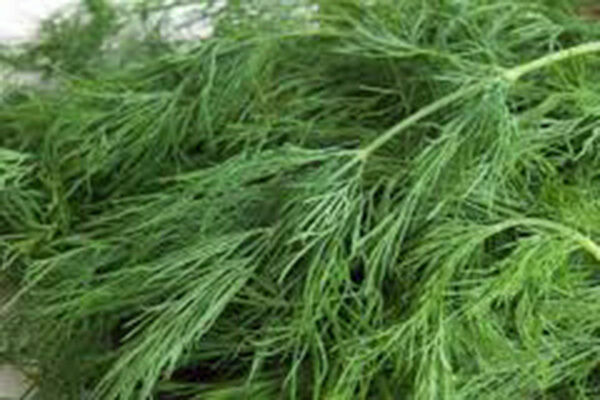 DILL SEED, BOUQUET, HEIRLOOM, NON GMO, 50+ SEEDS, HERB FRESH OR DRIED