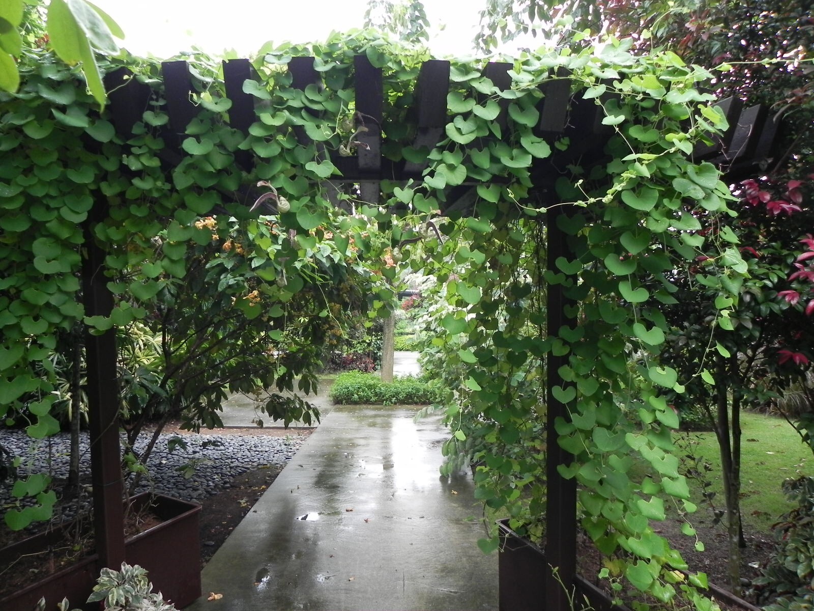 Aristolochia Littoralis Vine, 10 Seeds Calico Flower, Elegans Dutchman’s Pipe