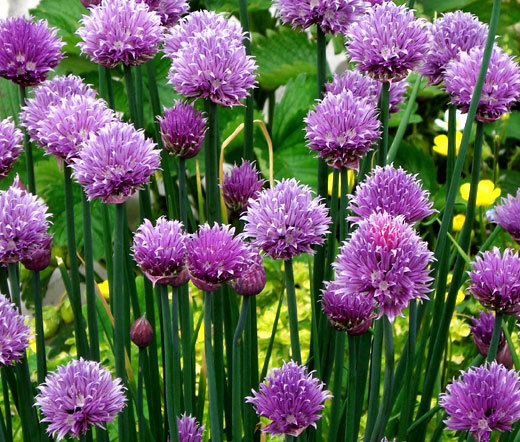 CHIVES COMMON ORGANIC Allium Schoenoprasum – 100 Bulk Seeds