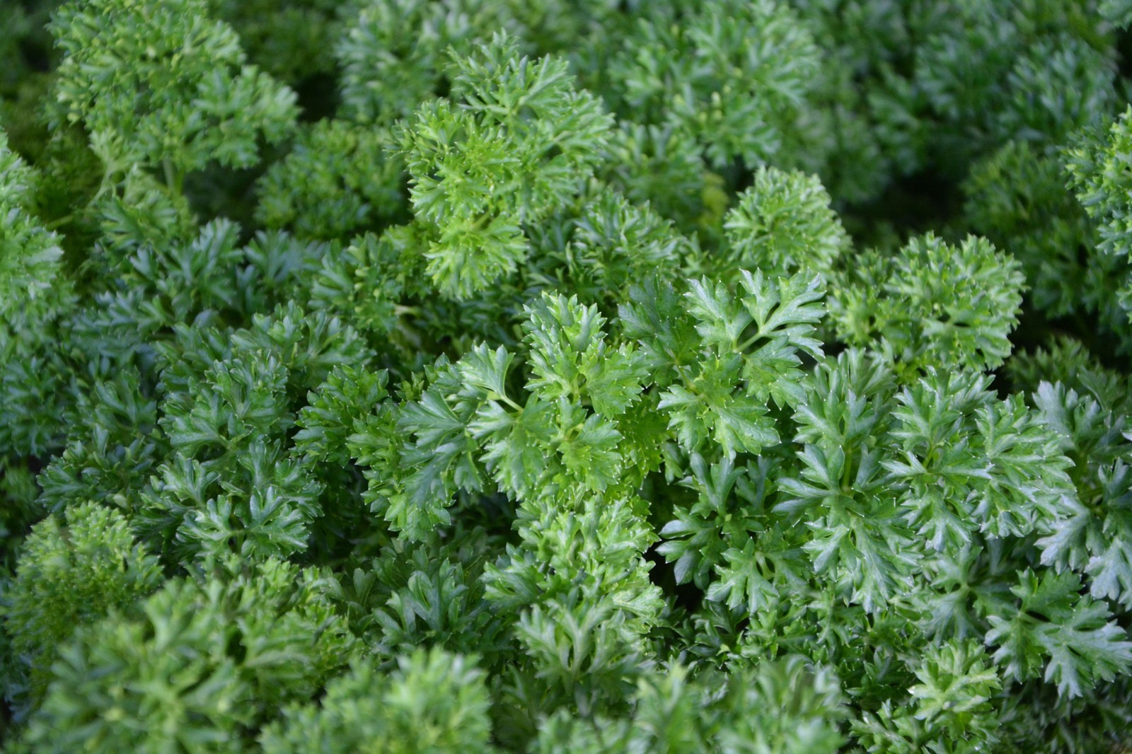 50 Seeds Moss Curled Parsley Garden Aromatic Gourmet Flavor Seed Pack