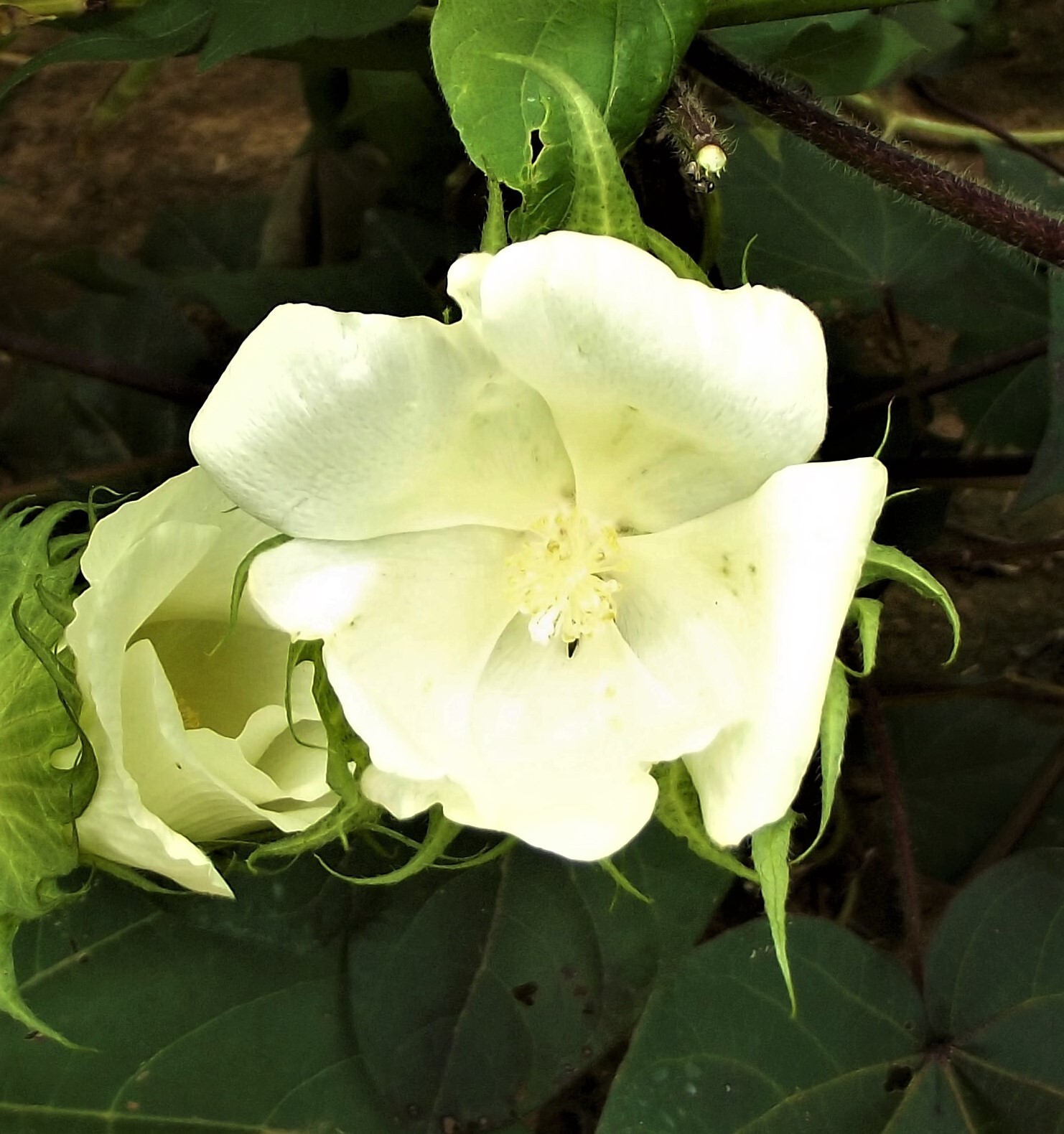 30 White Cotton Seed Pink Blooms Heirloom Ornamental Benefits St. Jude