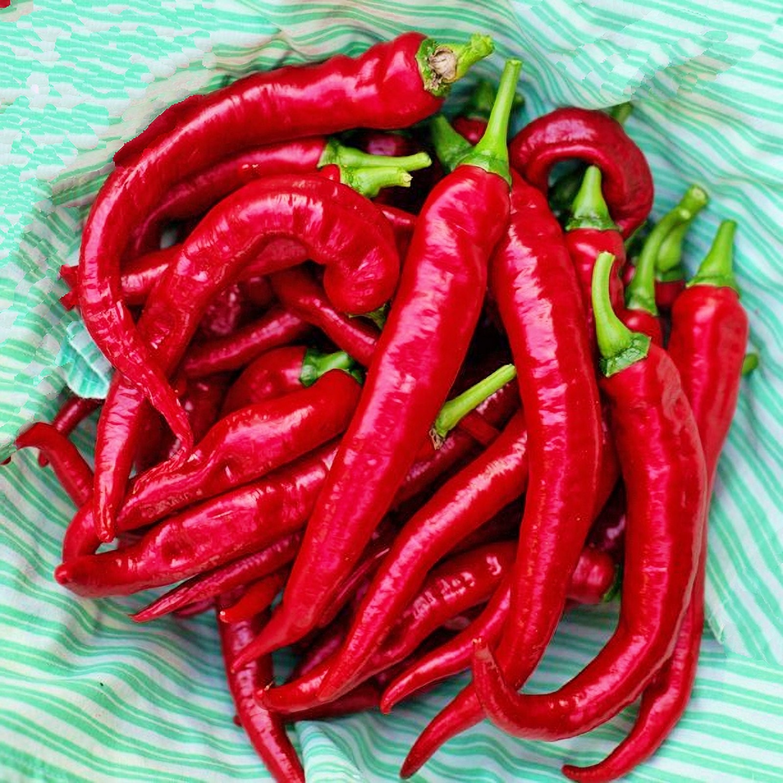 Cayenne Thick Chili, Hot Pepper