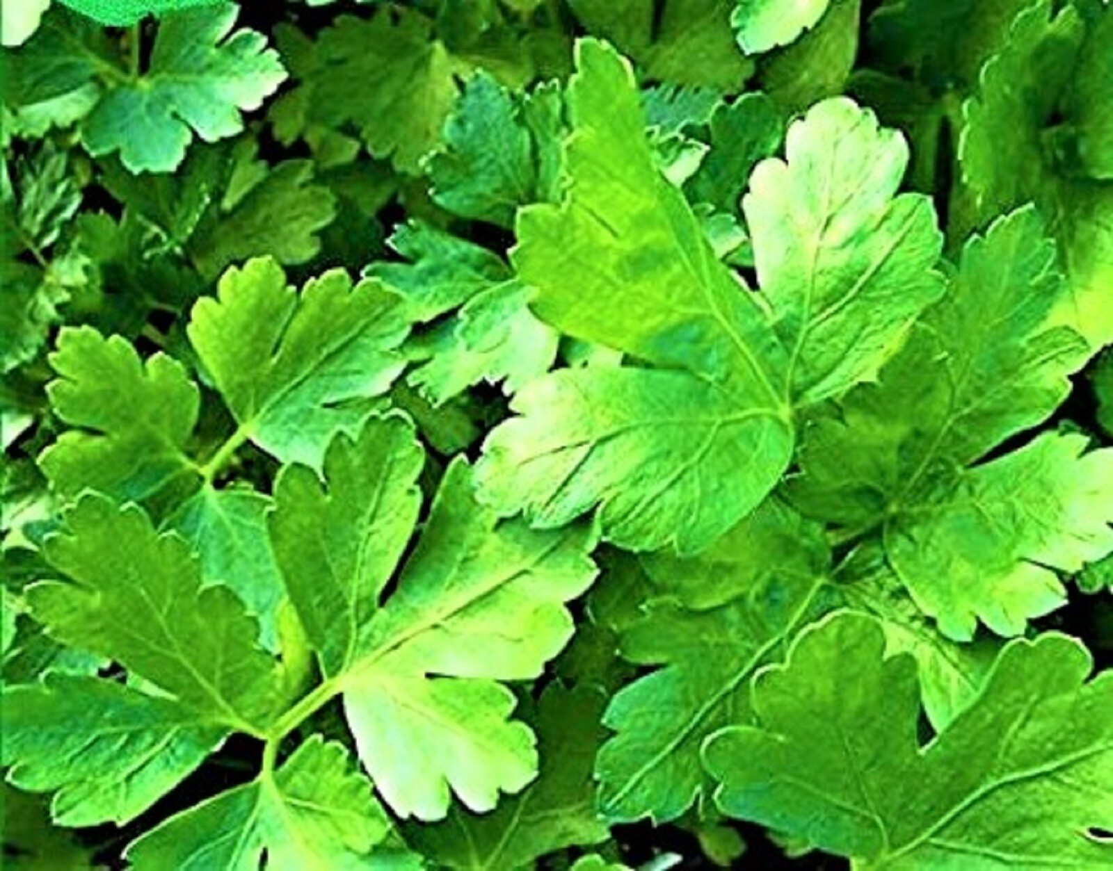 Plain Italian Parsley Seeds 300+ Seeds NON-GMO BUY 4 GET FREE SHIPPING
