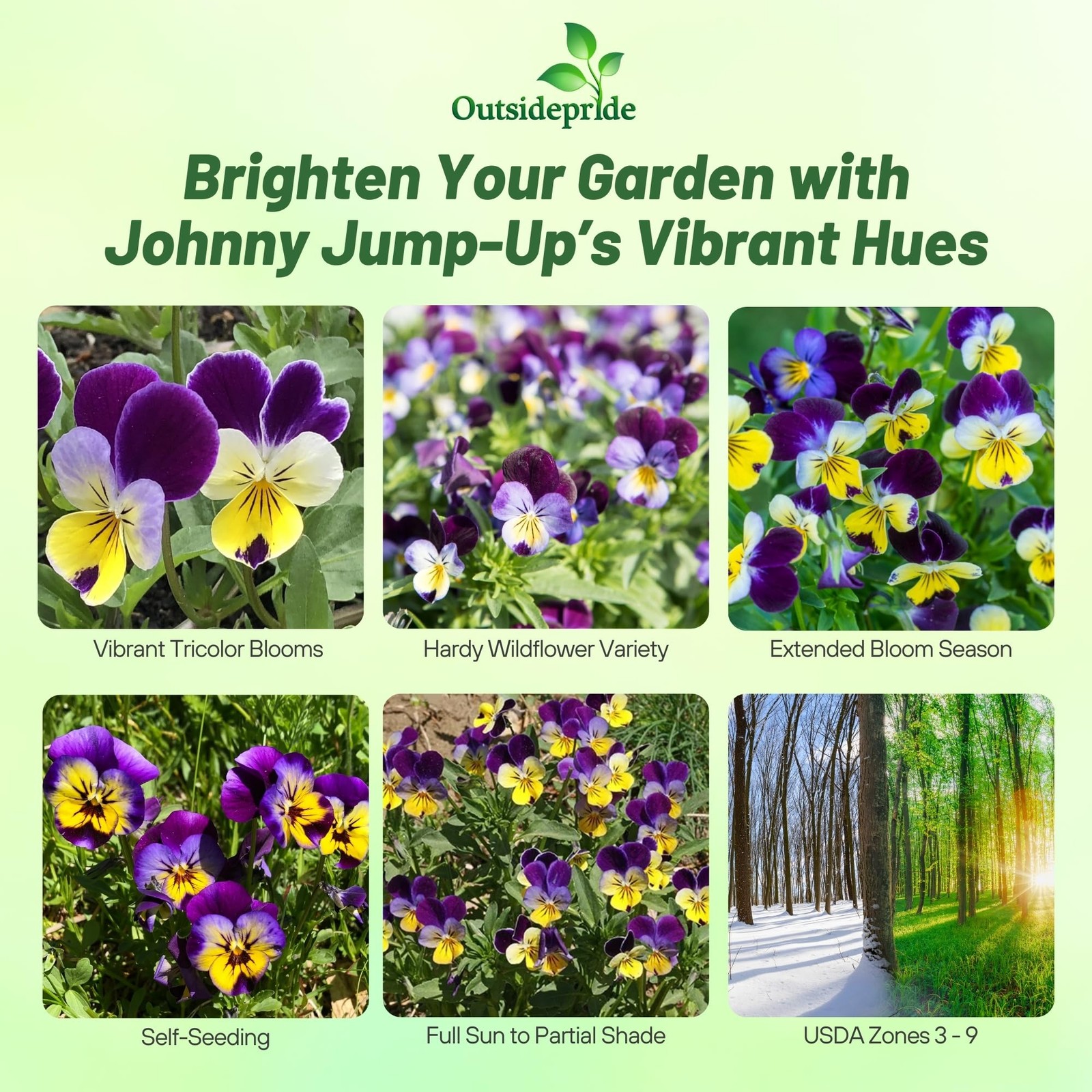 Johnny Jump Up Viola Seeds – 5000 Pcs, Easy-Grow Perennial for Gardens & Poll…