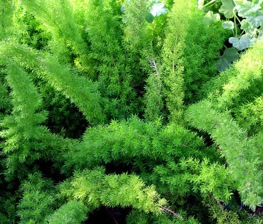 ASPARAGUS FOXTAIL FERN Asparagus Densiflorus Meyeri – 10 Seeds