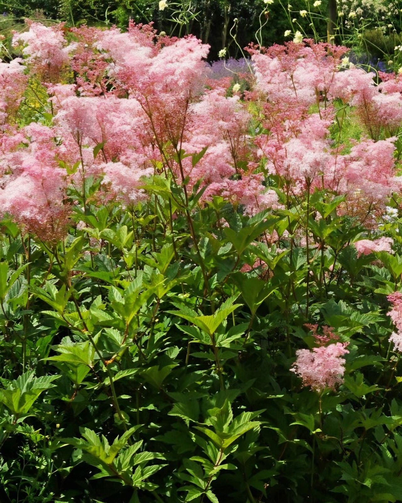 Queen Of The Prairie SEEDS, (filipendula rubra)
