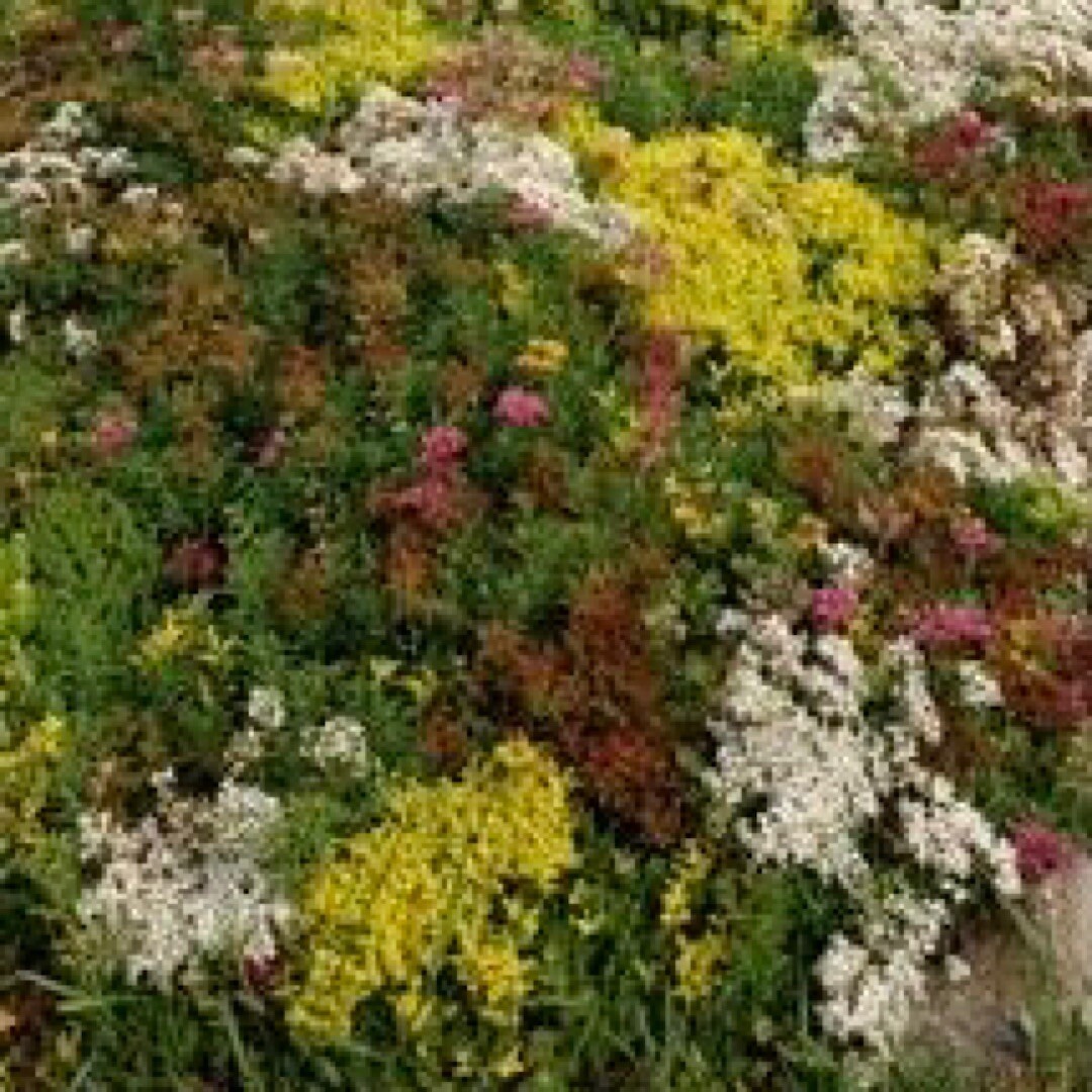 100+ MIXED SEDUM SEEDS – Stonecrop beautiful Succulent groundcover USA FREE SHIP