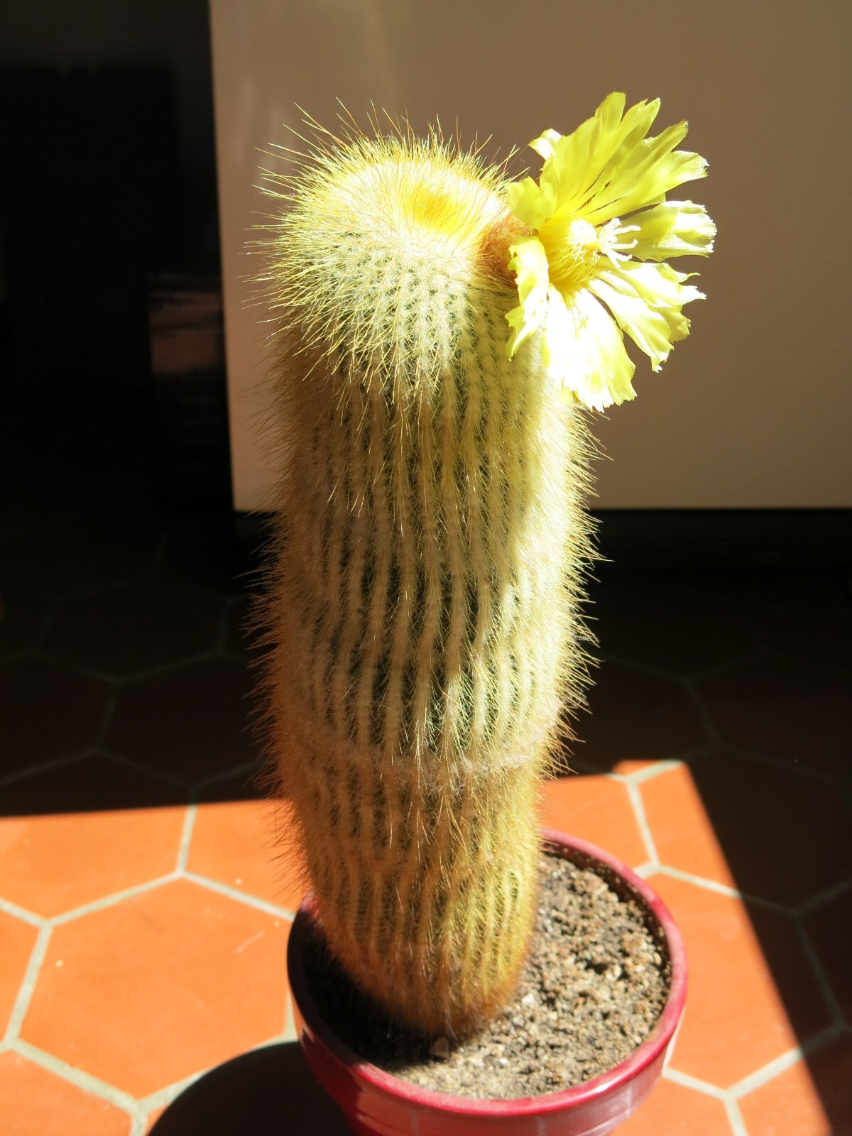 Parodia leninghausii 25 Seeds – Yellow Tower Cactus