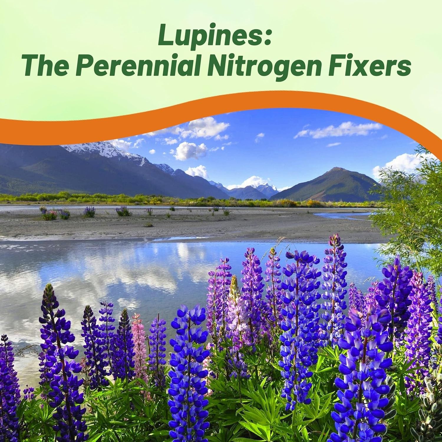 Fall Planting Blue Lupine Seeds – 1/4 Lb. for Lush Gardens in USDA Zones 3-9