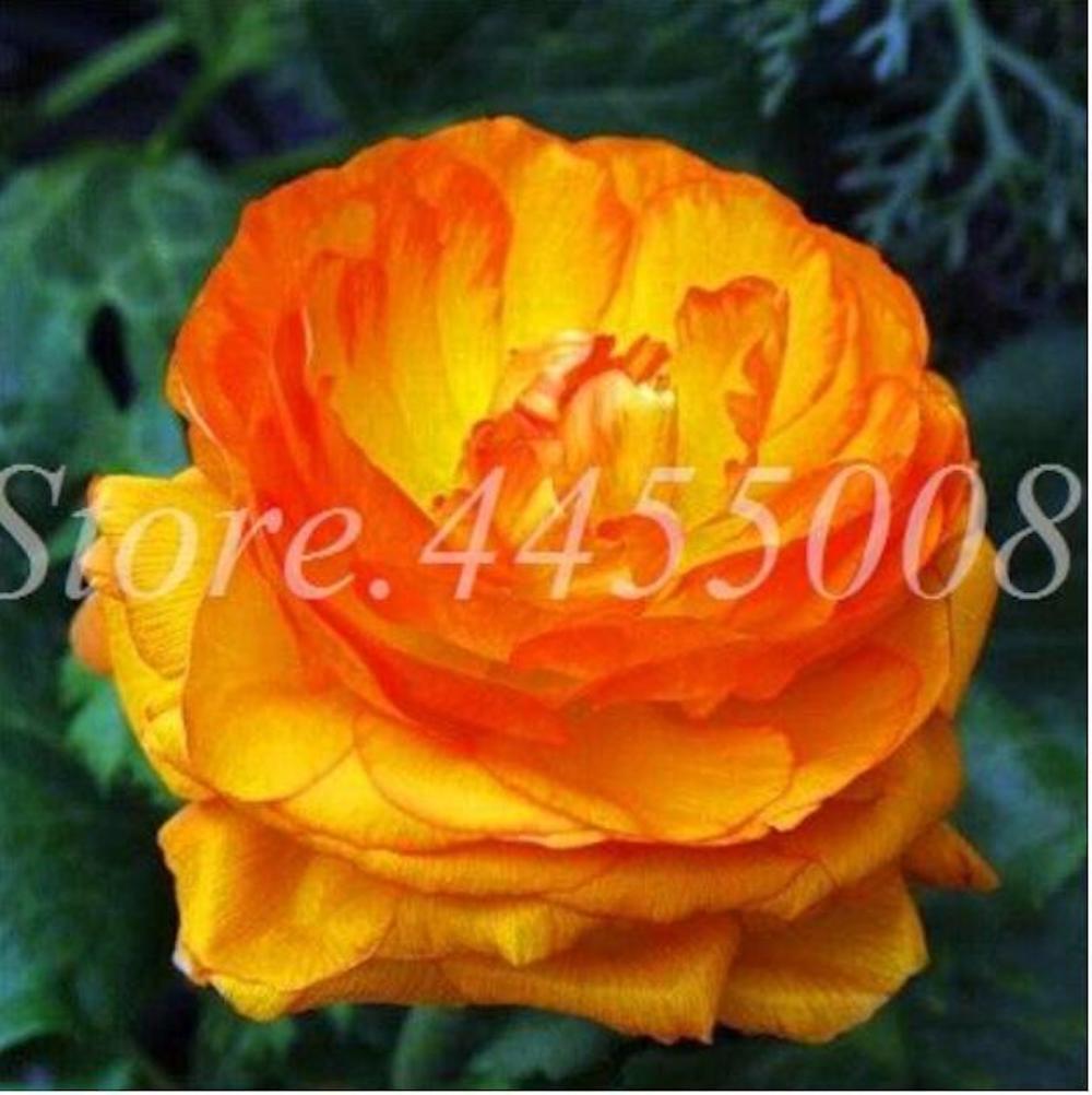 20 EXOTIC RARE PEONY SEEDS for garden flower beds plant bush USA SELLER USPS