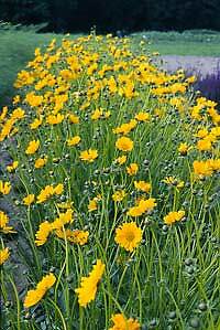 Coreopsis grandiflora Cutting Gold 250 seeds