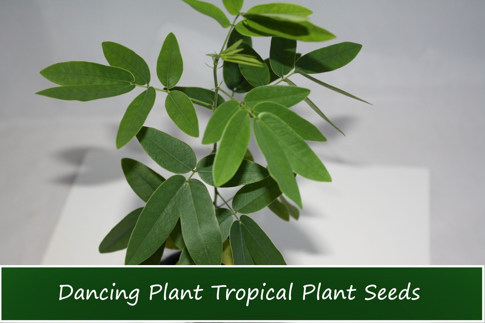 Tropical Seeds -Dancing Plant 20 Seeds- Leaves actually MOVE! Container Plant