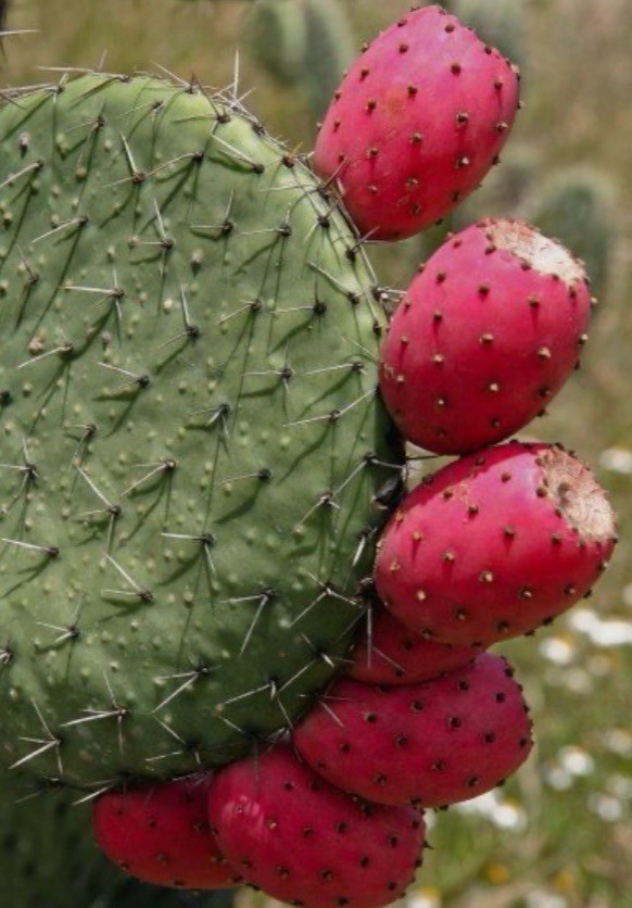 RED Prickly Pear Cactus 25 Seeds Handpicked High Grade Opuntia ficus-Indica