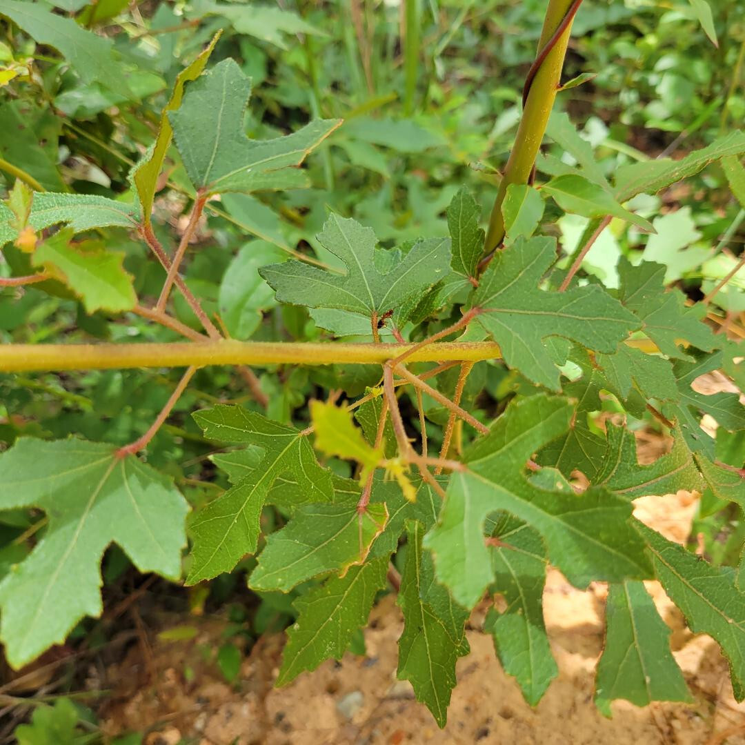Pineland Hibiscus | 25 Seeds | Hibiscus Aculeatus | Comfortroot | Florida Native