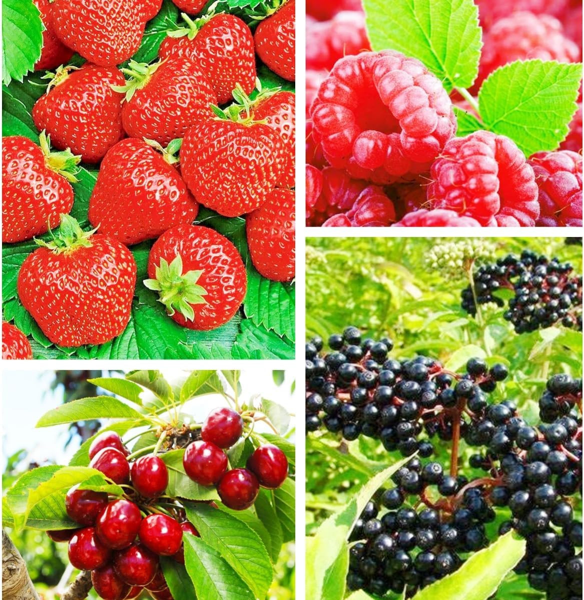 Berry Seeds Variety Pack, 310 Seeds Total, Non-Gmo Strawberry, Raspberry, Elderb