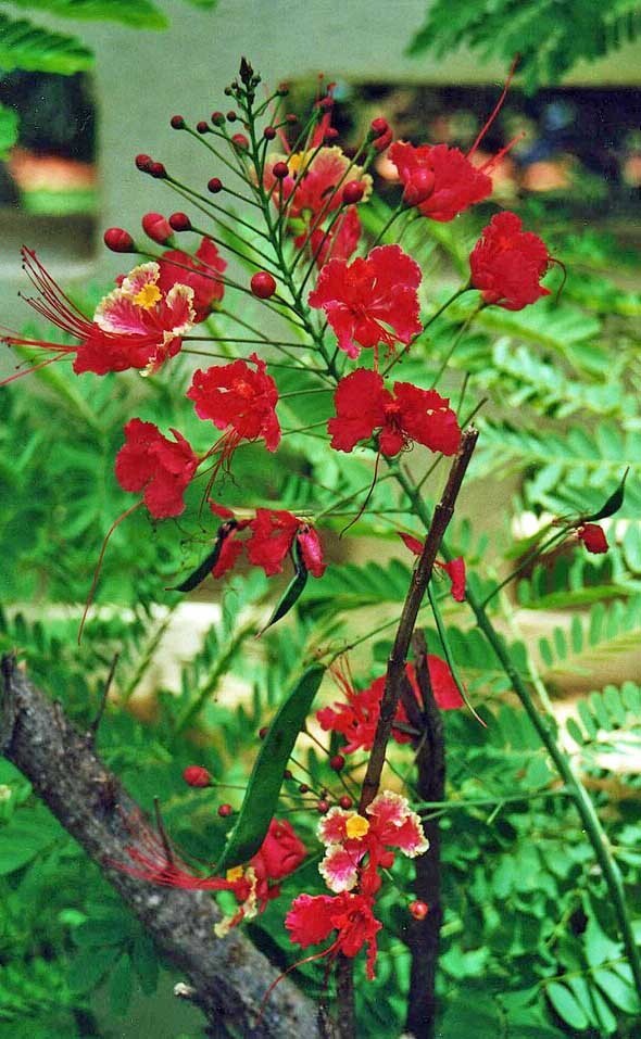 Caesalpinia pulcherrima | Red Bird of Paradise | 5 Seeds