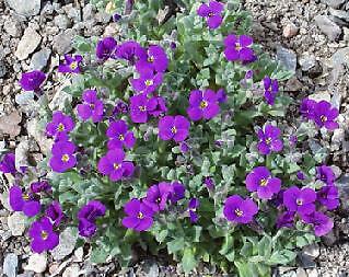 Aubrieta grandiflora Cascade Purple 1,000 seeds