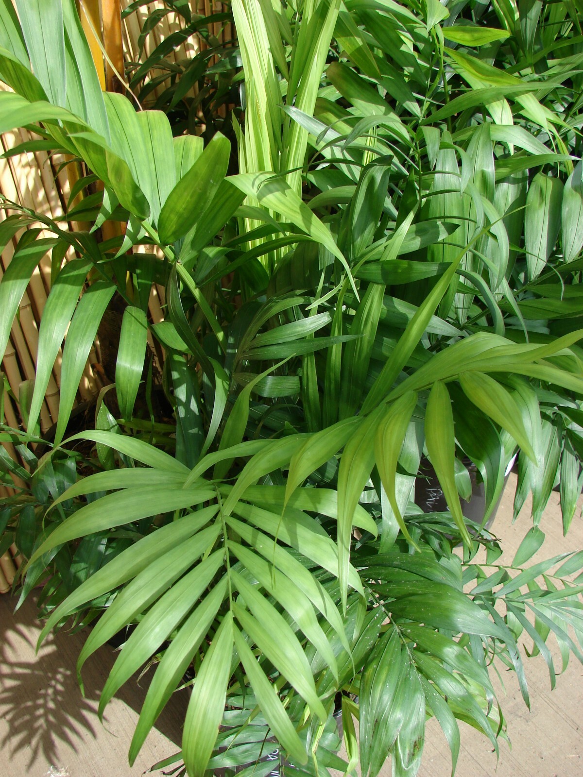 Chamaedorea elegans Parlor Palm 10 seeds