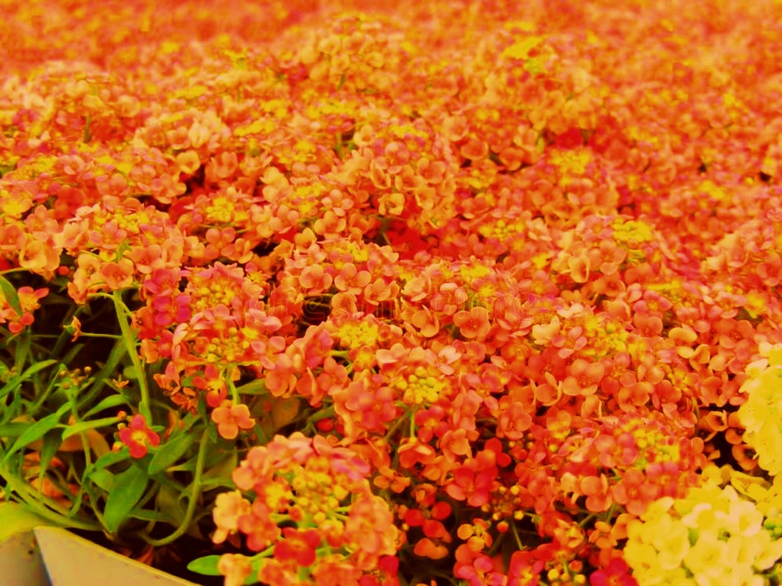 Orange Alyssum Seeds Carpet Flower Sweet Flower Seed Flowers Brassicaceae flower