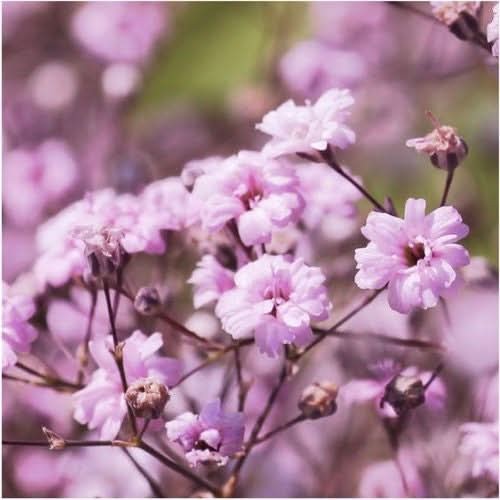 Pink Baby’s Breath Seeds For Planting (Gypsophila elegans)