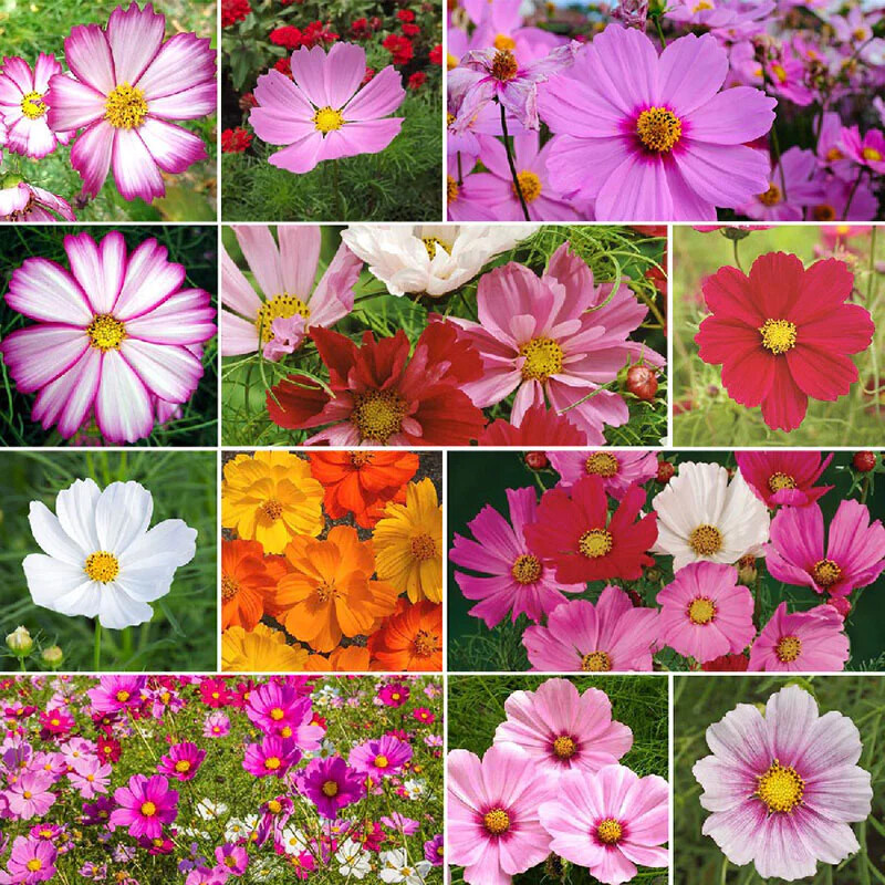 Cosmos Flowers Seed Mix, 10 Beautiful Cosmos Varieties, Colorful, FREE SHIPPING