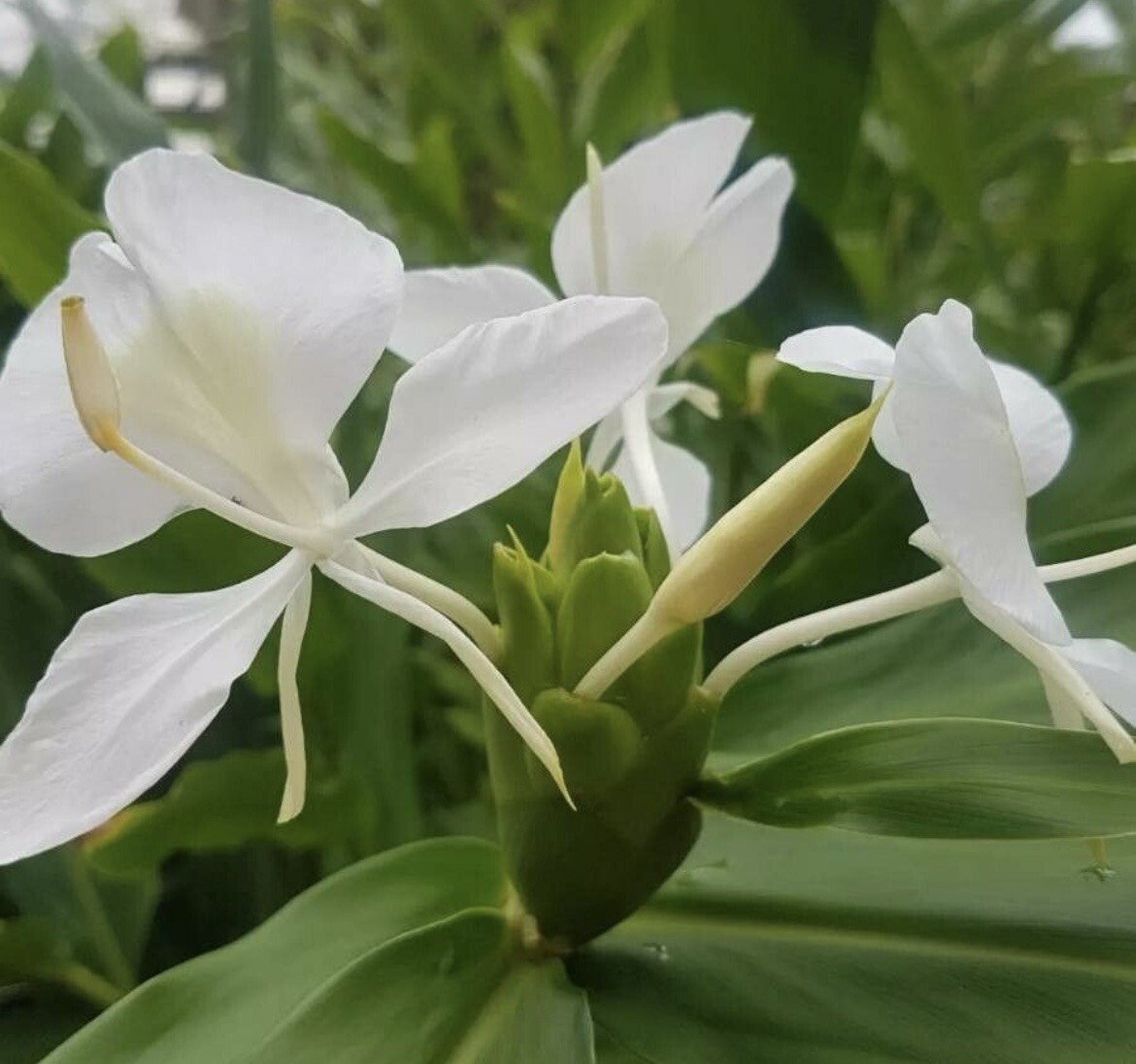 White Garland Lily, Butterfly Ginger Lily, Hedychium Coronarium – 1 plant 1-2’