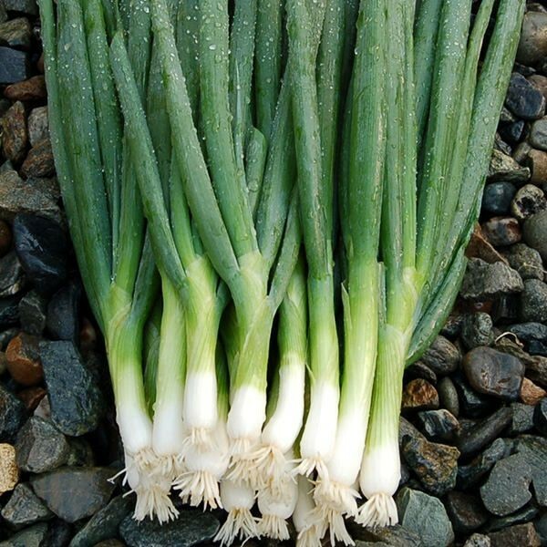 200 EVERGREEN BUNCHING ONION SEEDS ~ 2026 ~ heirloomseedguy ~ USA