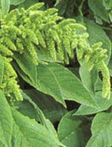 10000+ Organic Amaranth Seeds Green Callaloo Thotakura Edible Microgreens Indian