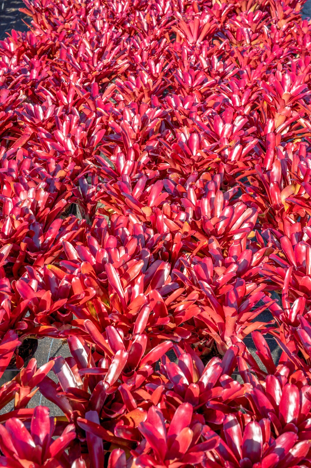 Neoregelia Fireball 6″ pot
