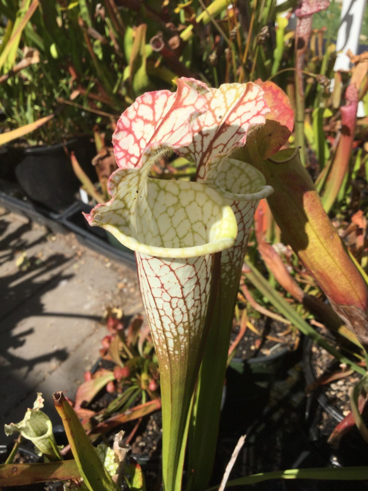 Sarracenia leucophylla ‘Hurricane Creek White’ SG x “East Alabama” Plant Seeds
