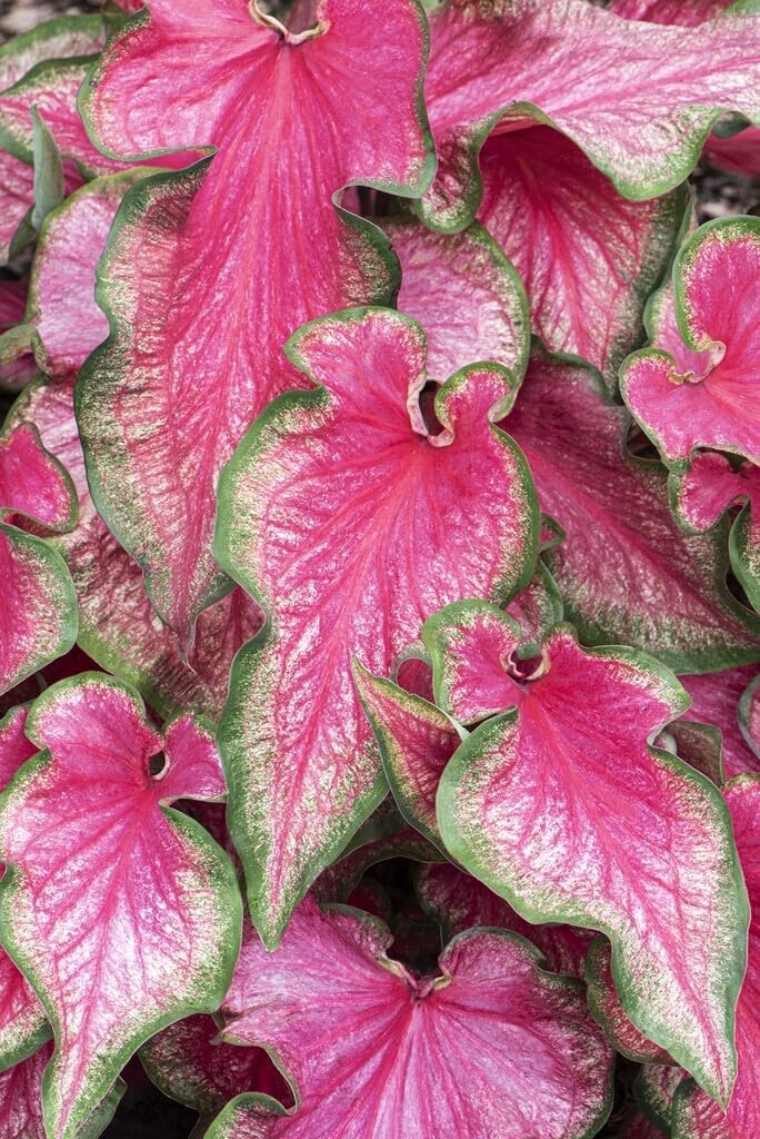 6 Pinky Swear Caladium Bulbs for Planting – Perennial Hosta, Elephant Ears