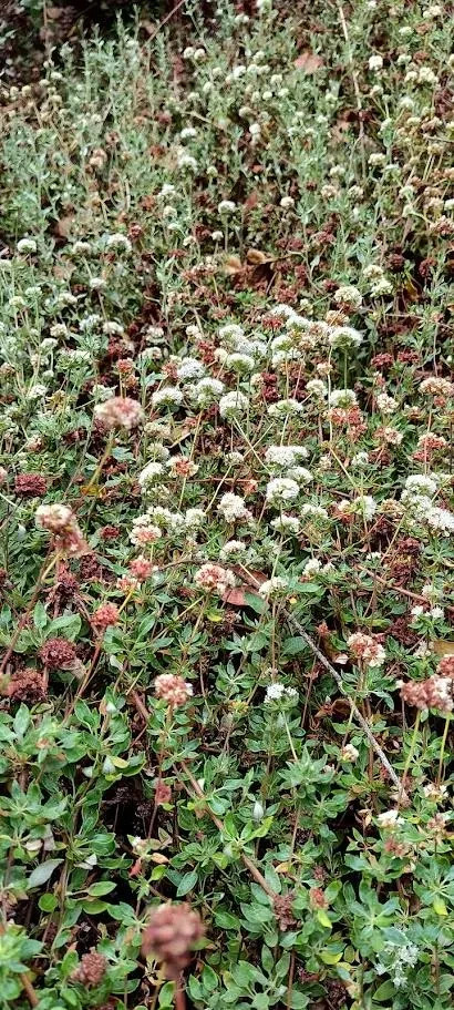 Seacliff Buckwheat seeds (Eriogonum Parvifolium)