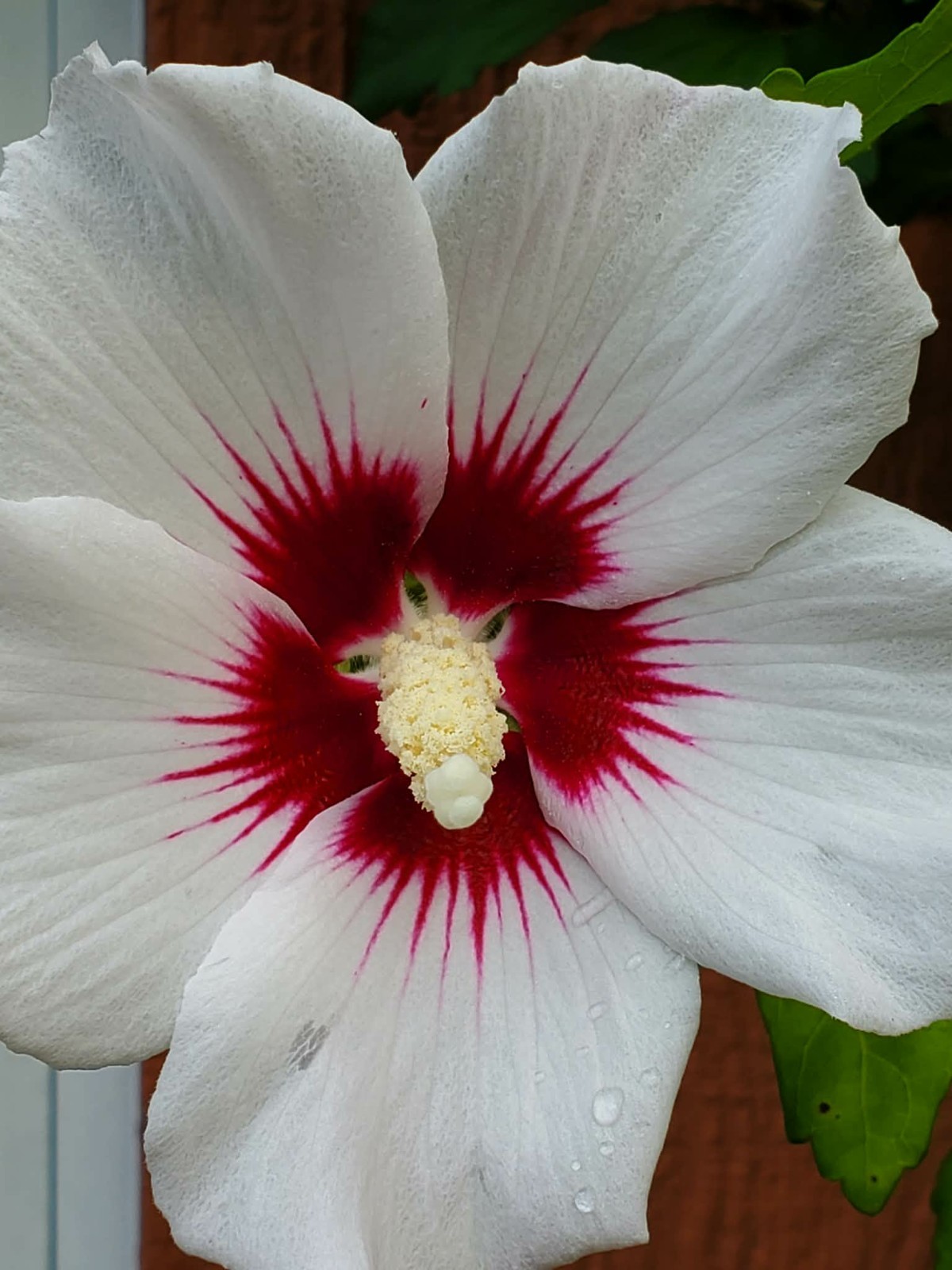 Rose of Sharon , Hibiscus Seeds, 3 Colors Or Mix.