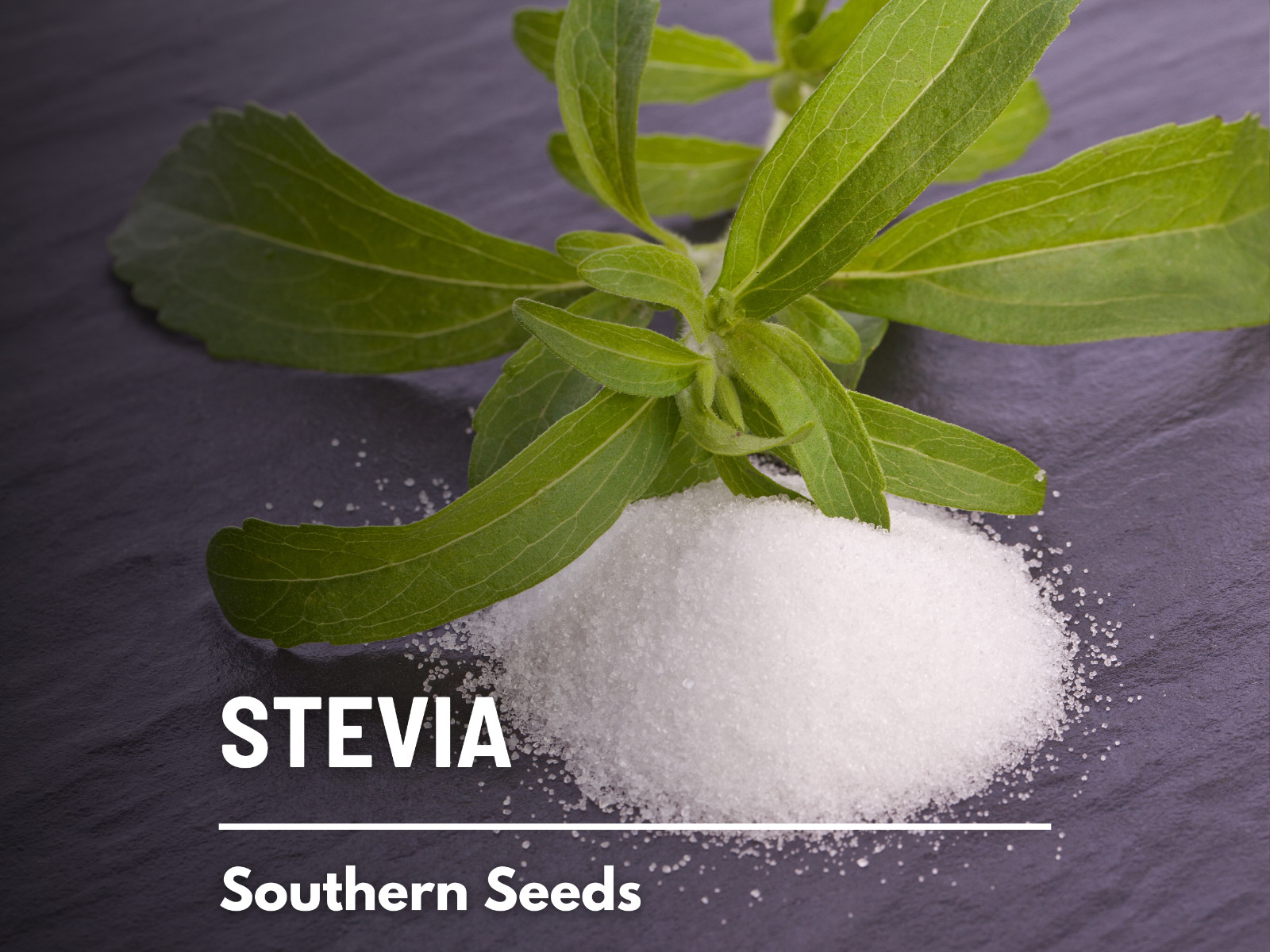 Stevia (Sugar Leaf) – 50 Seeds – Natural sweetener – NonGMO (Stevia rebaudiana)