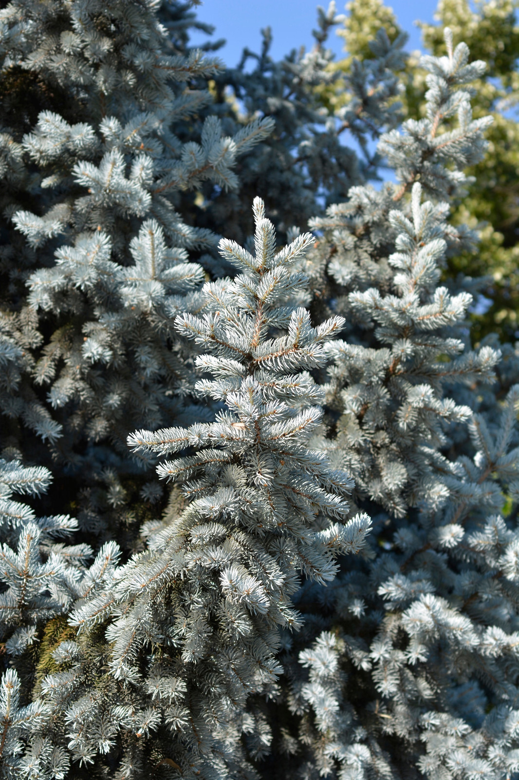 50 Colorado BLUE SPRUCE Tree Picea Pungens Glauca Christmas Tree Silver Seeds