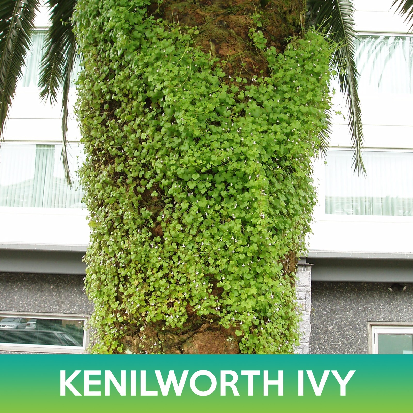 Kenilworth Ivy Seeds, Cymbalaria Muralis