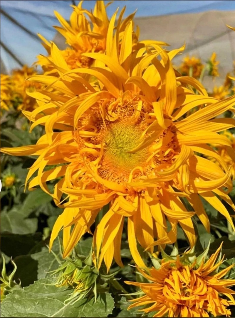Rare! Sunflower “Just Crazy” – 50 Seeds – Heirloom – Organic
